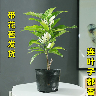 四季白兰花盆栽树苗矮化室内花卉浓香型带花苞黄角兰庭院大型绿植