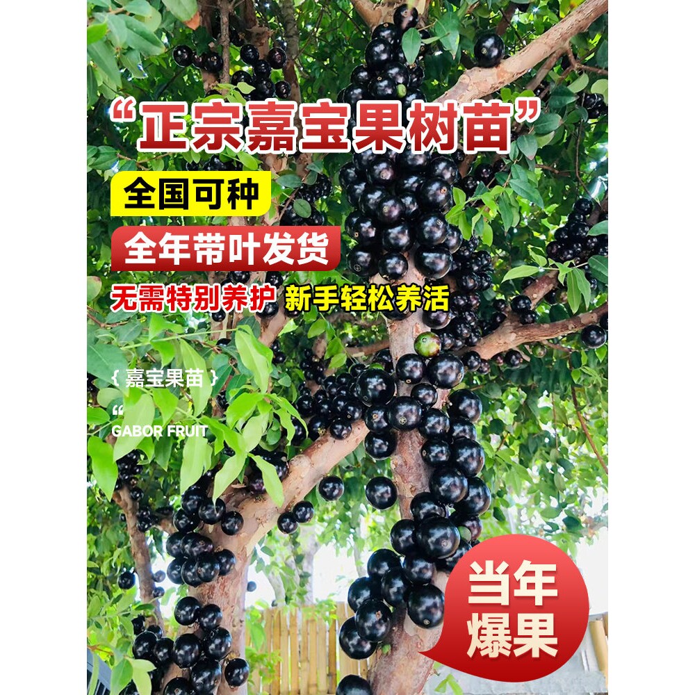 正宗台湾沙巴嘉宝果树苗四季树葡萄苗果树南北方种植庭院盆栽地