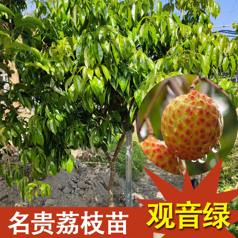广州观音绿荔枝苗名贵品种果树苗嫁接高压带土带叶小核包邮