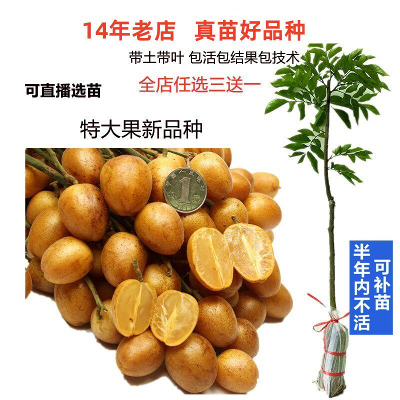 改良特大黑皮大鸡心黄皮果树苗出世甜郁南无核黄皮嫁接苗当年结果