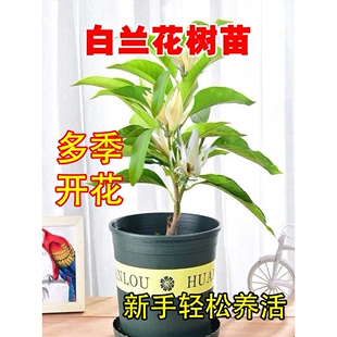 白兰花树苗带花苞香水盆栽矮化老桩四季玉兰树黄角兰庭院风景树