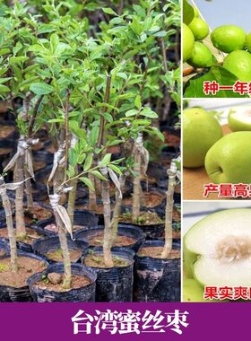 台湾大青枣树苗嫁接蜜丝枣牛奶枣苹果枣贵妃枣苗当年结果盆栽地栽