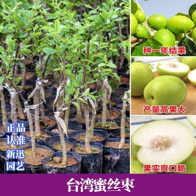 台湾大青枣树苗嫁接蜜丝枣牛奶枣苹果枣贵妃枣苗当年结果盆栽地栽