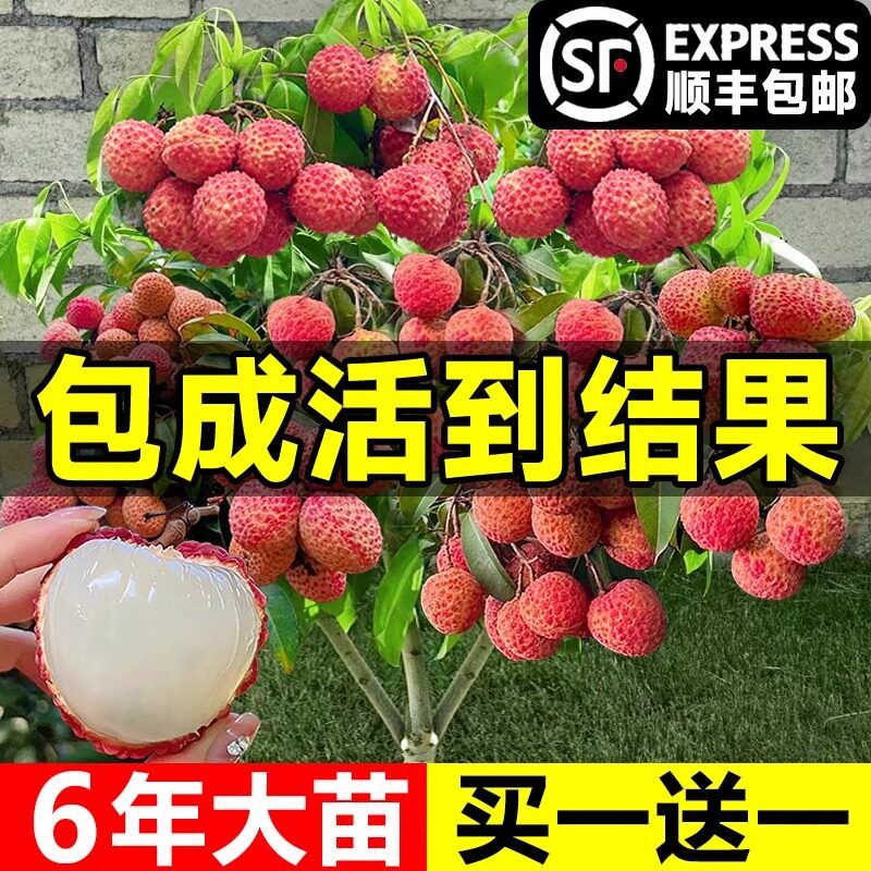 荔枝树苖嫁接果树无核桂味妃子笑特大号南北方庭院盆栽四季水果苗