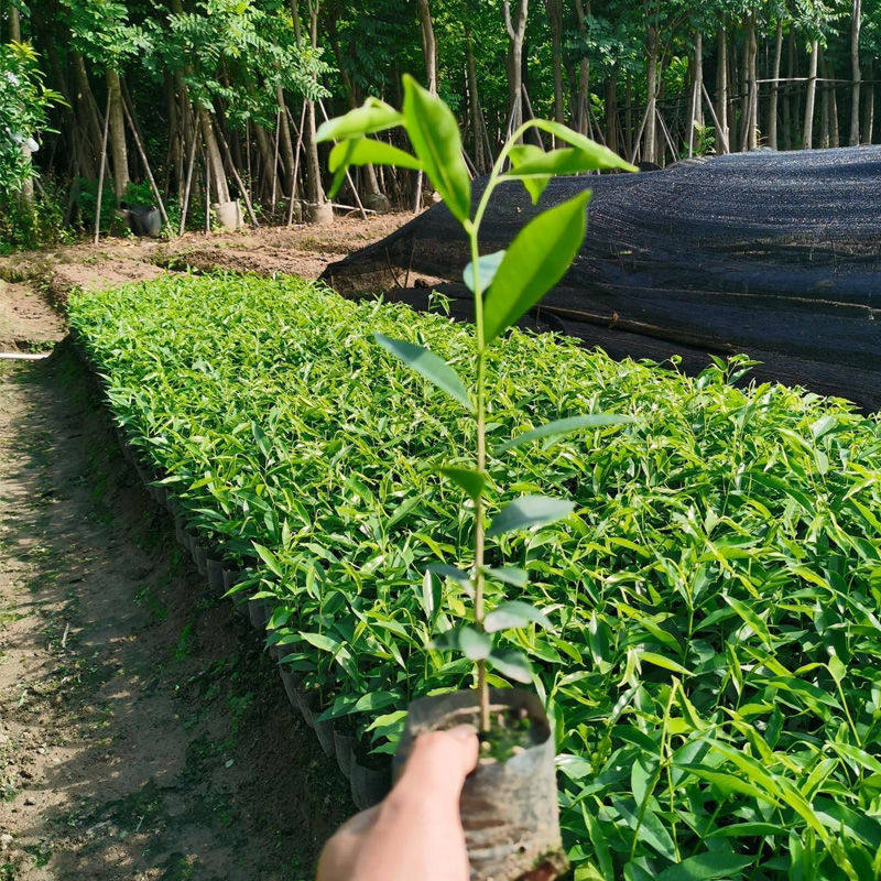 正宗海南沉香树苗 好养四季青南方种植庭院树苗名树 树包邮
