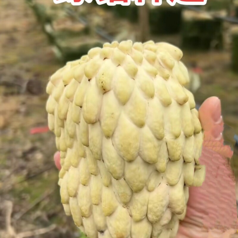 正宗绿钻释迦果树苗大果释迦苗嫁接释迦树苗带土带叶发货盆栽庭院