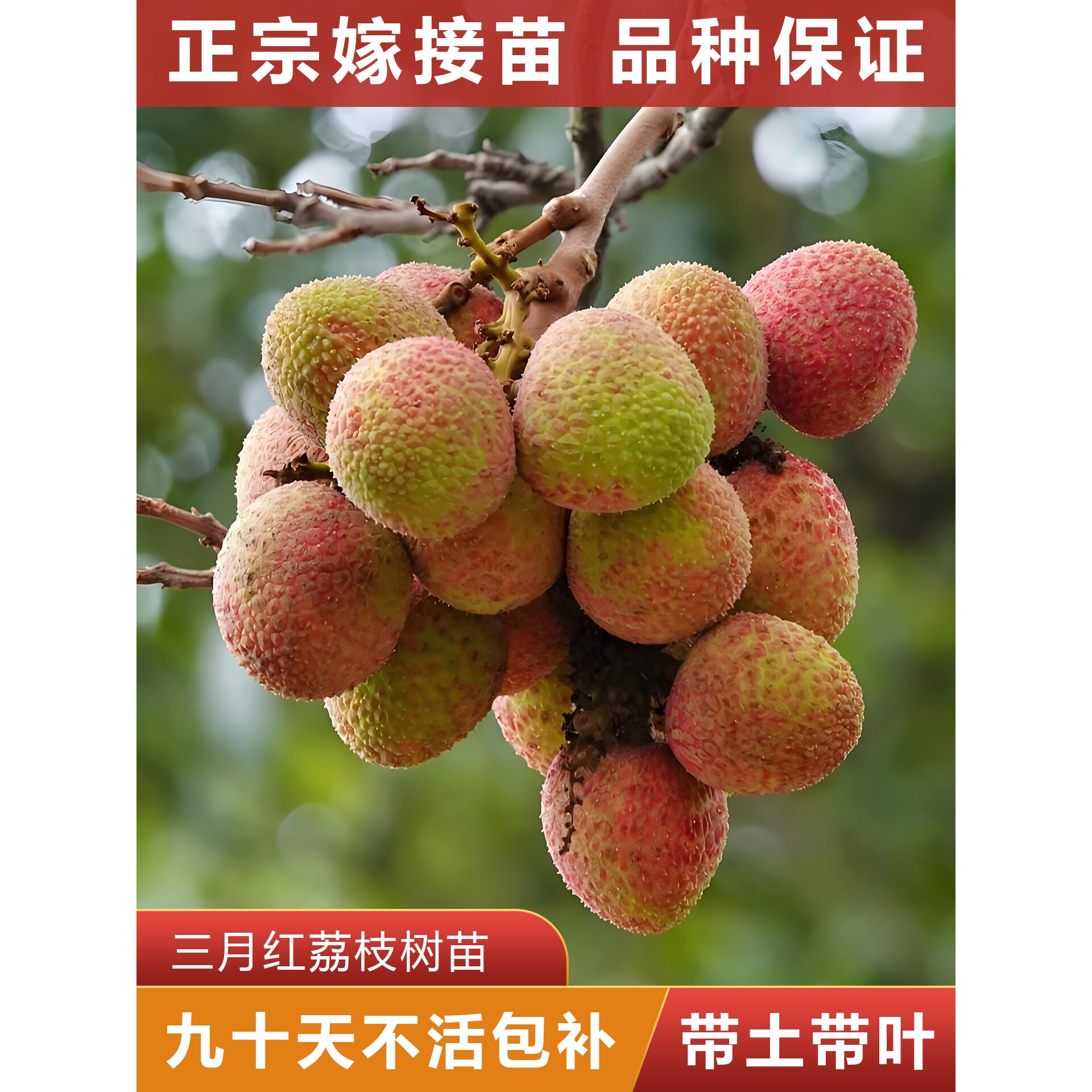 三月红荔枝树苗  正宗嫁接苗  可盘栽地栽  原杯原土带叶发货