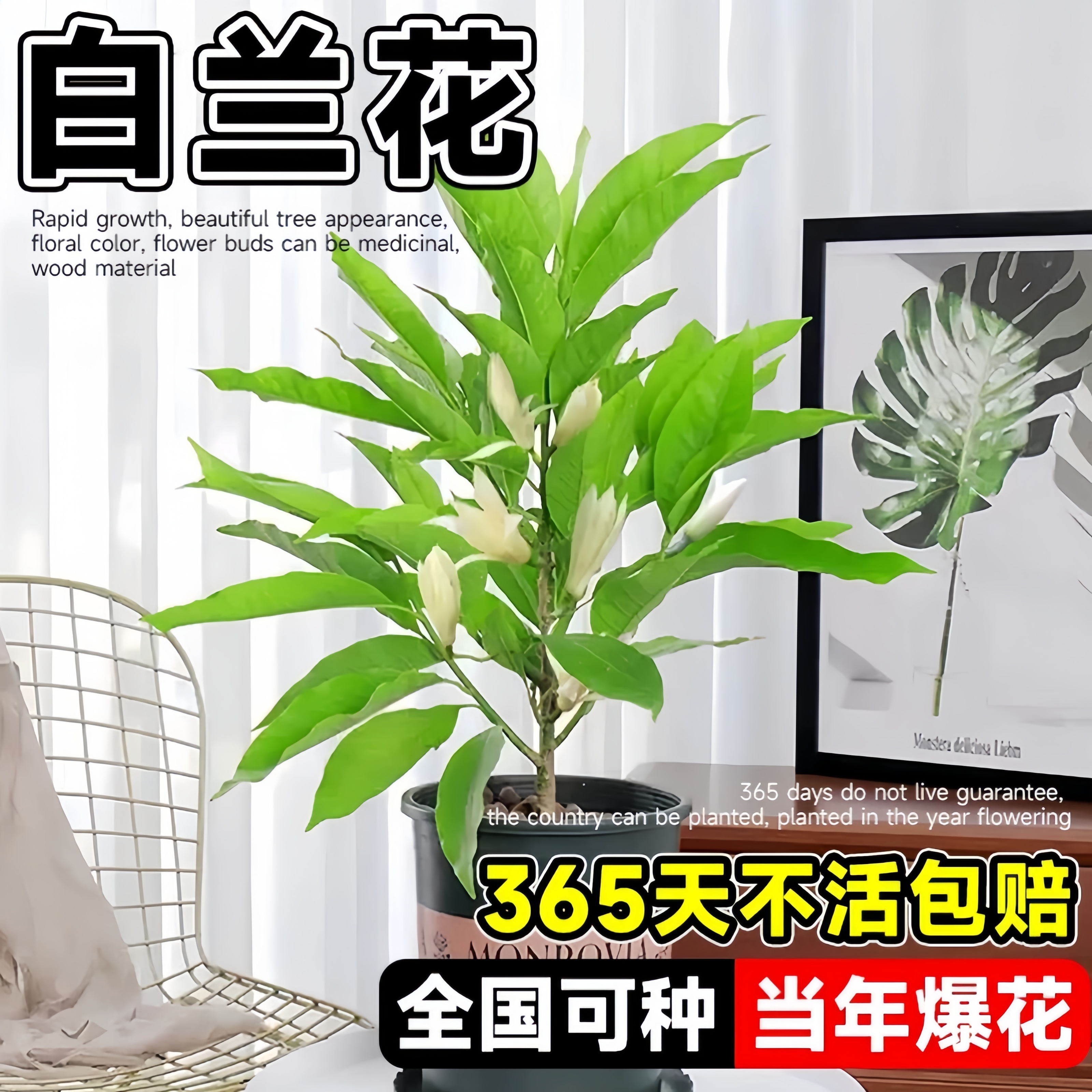 白兰花盆栽树苗带花苞玉兰花室内庭院秋夏开花浓香花卉黄角兰植物
