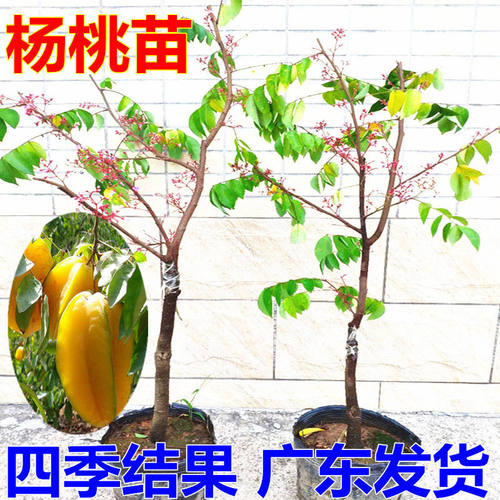 杨桃果树苗 台湾四季甜红杨桃苗嫁接苗南方种植当年结果地栽盆栽