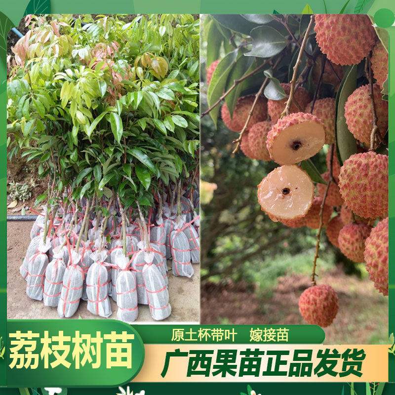 高产广西桂味荔枝树苗早熟妃子笑树苗仙进奉荔枝苗常绿地栽