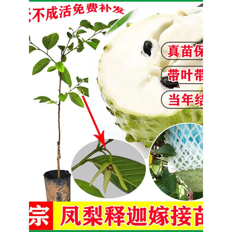 泰国大目释迦苗凤梨释迦果苗树嫁接释迦苗番荔枝佛陀果苗南方种植