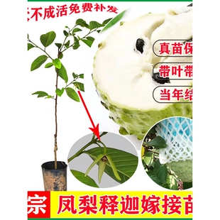 泰国大目释迦苗凤梨释迦果苗树嫁接释迦苗番荔枝佛陀果苗南方种植