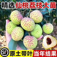 仙桃荔枝苗树新品种桂味糯米滋妃子笑果树盆栽地载南北方当年结果