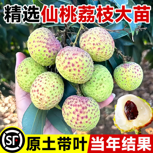 仙桃荔枝苗树新品种桂味糯米滋妃子笑果树盆栽地载南北方当年结果