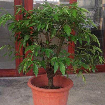 潮汕仙草盆栽抹草苗阳台庭院好养家居喜庆绿植春草苗石榴花苗花卉
