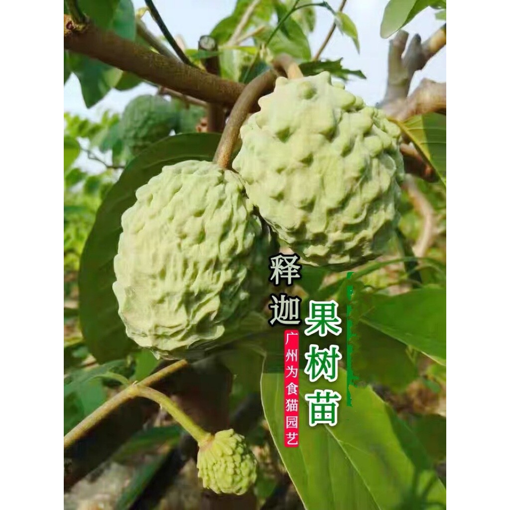 广东正宗嫁接台湾释迦苗番荔枝果树苗水果皇后凤梨佛陀苗当年结果