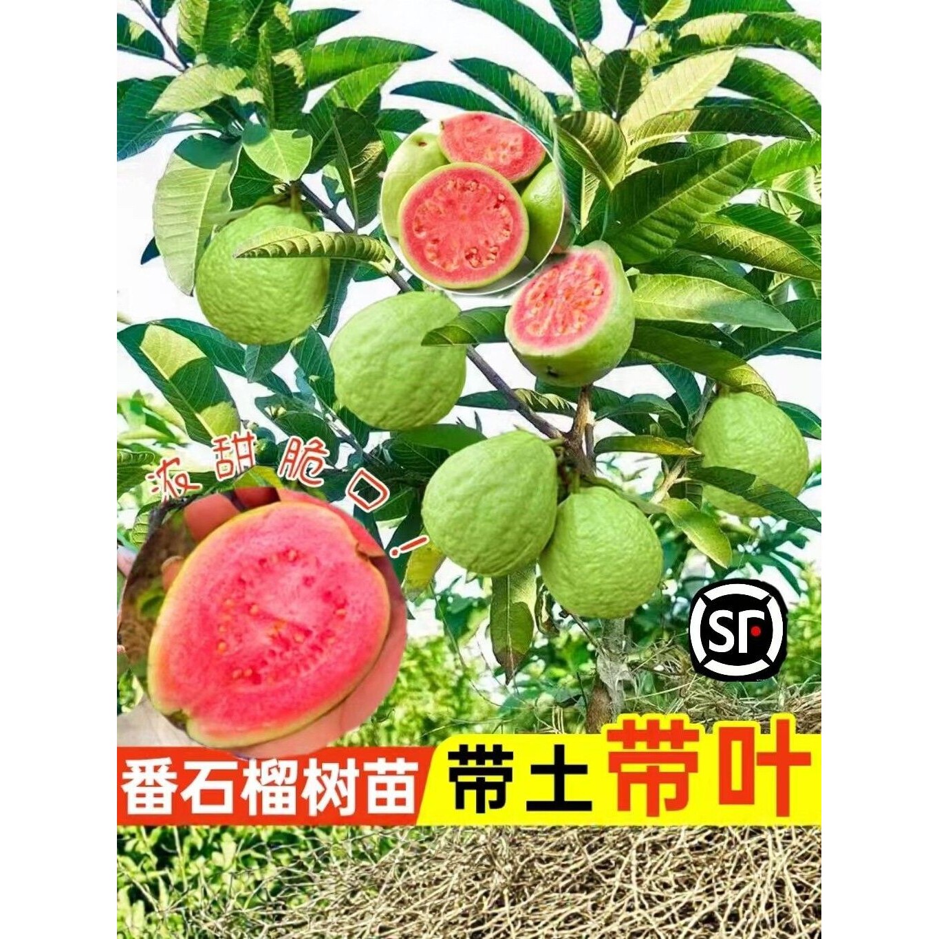 软甜番石榴果树苗珍珠白心帝王番石榴红宝石无籽红心芭乐树苗