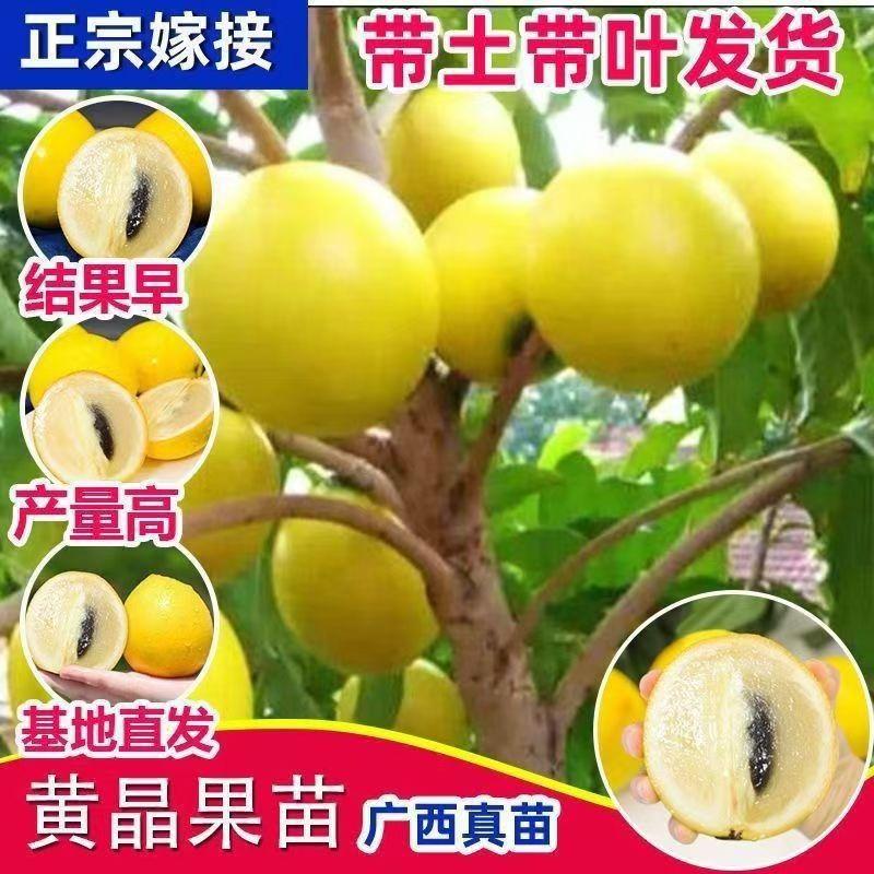 正宗嫁接黄宝石黄晶果苗黄金果冬蜜大果品种南北方四季种植盆地栽