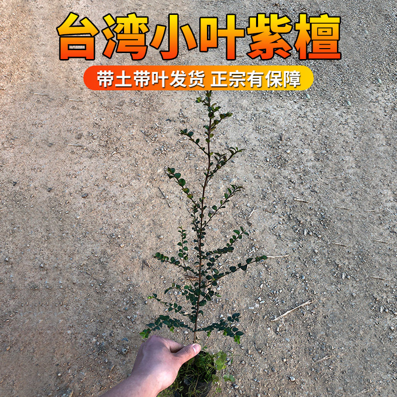 小叶紫檀树苗正宗名贵苗木盆栽台湾树种鸡血紫檀黑檀乌木青龙木