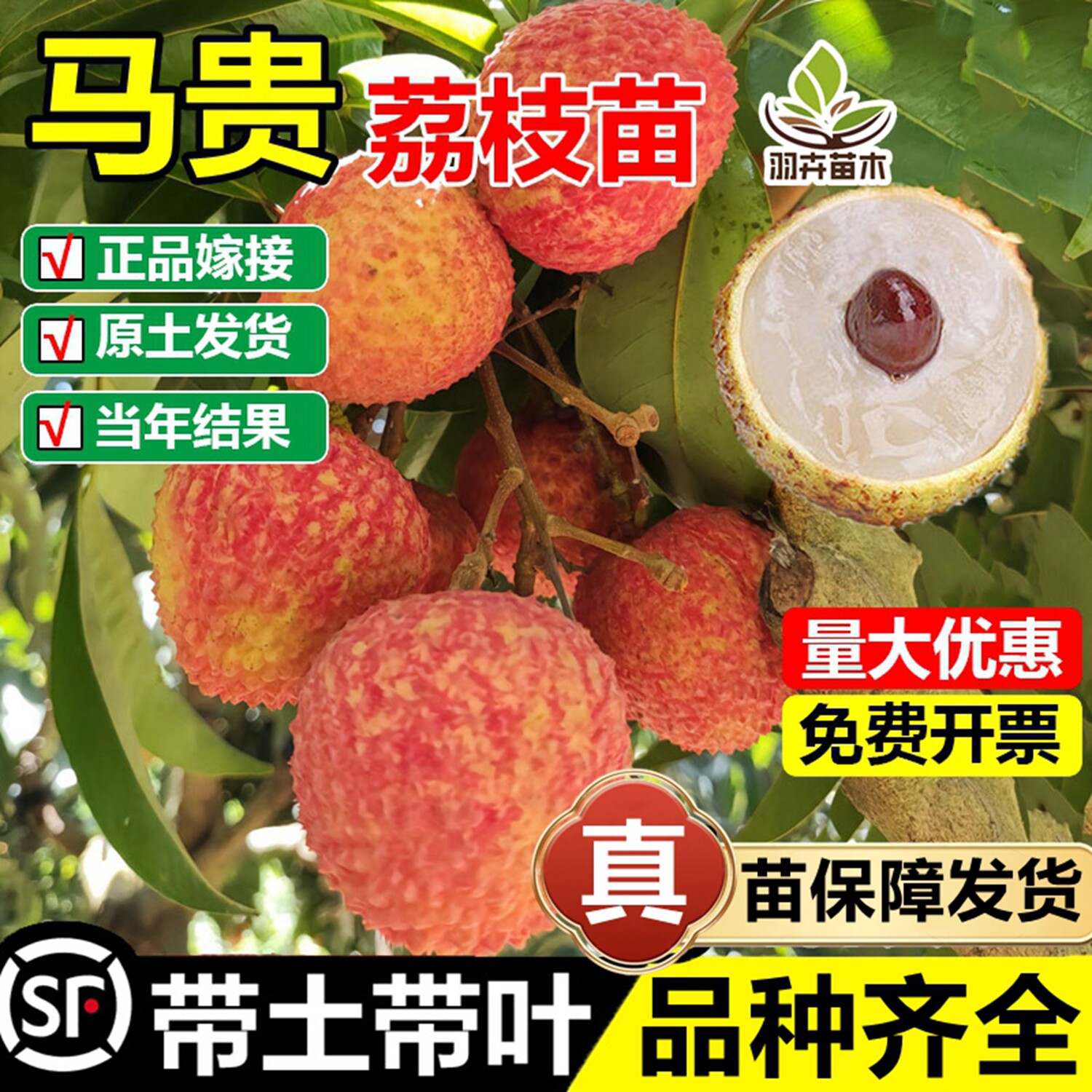 马贵荔枝嫁接树苗妃子笑无核桂味糯米糍冰荔枝苗南北方种当年结果