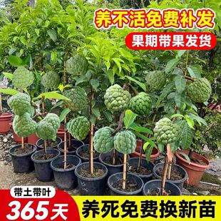 释迦果苗树嫁接台湾凤梨释迦苗特大牛奶释迦番荔枝林檎南方果树苗