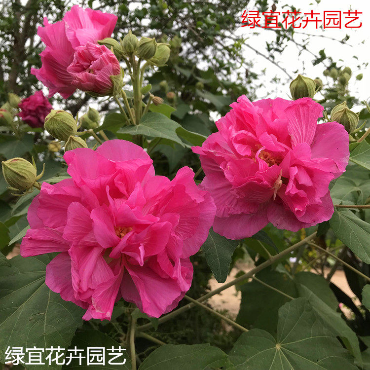 大花重瓣木芙蓉花苗拒霜花木莲地芙蓉华木芙蓉树苗庭院植物