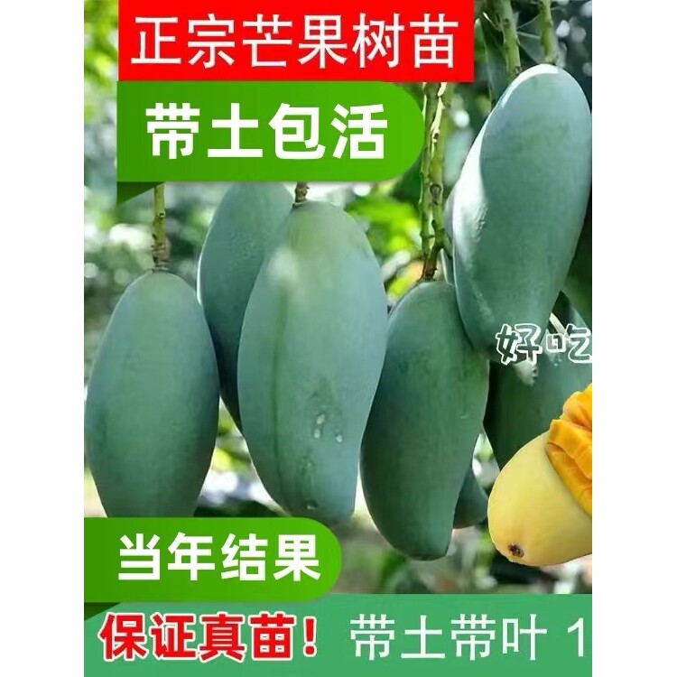 嫁接芒果树苗特大四季芒果树苗贵妃桂七芒果树苗当年结果地栽盆栽