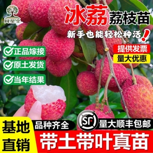 冰荔枝嫁接果树苗妃子笑桂味糯米糍马贵荔枝苗南北方种植当年结果