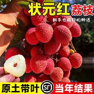状元红荔枝苗树新品种仙桃糯米滋无核果树盆栽地载南北方当年结果