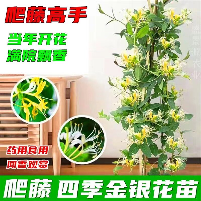 爬藤植物黄白金银花树苗食用白红金银花苗盆栽鸳鸯藤四季开花常青