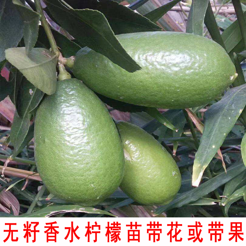 台湾四季无籽香水柠檬树柠檬苗盆栽带果大树南方北方种植果树果苗