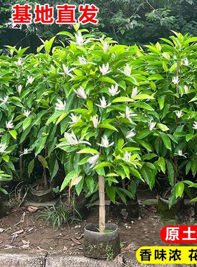 白兰花盆栽带花苞浓香黄角兰树苗矮桩白兰花大树苗室外庭院白玉兰