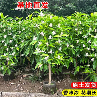 白兰花盆栽带花苞浓香黄角兰树苗矮桩白兰花大树苗室外庭院白玉兰