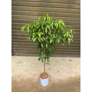 荔枝嫁接树苗无核荔枝仙进奉冰荔越州红糯米糍嫁接苗当年结果