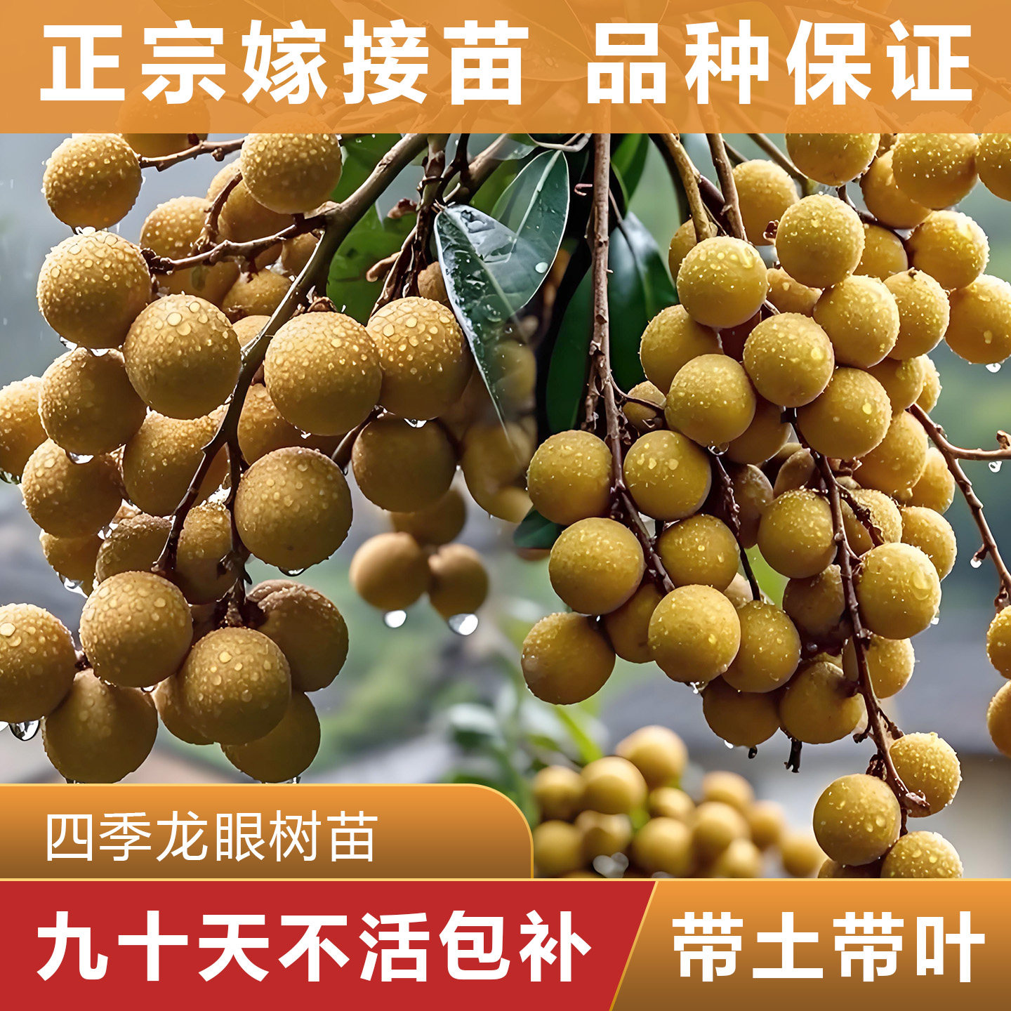 四季龙眼树苗 正宗嫁接苗 可盘栽地栽 原杯原土带叶发货