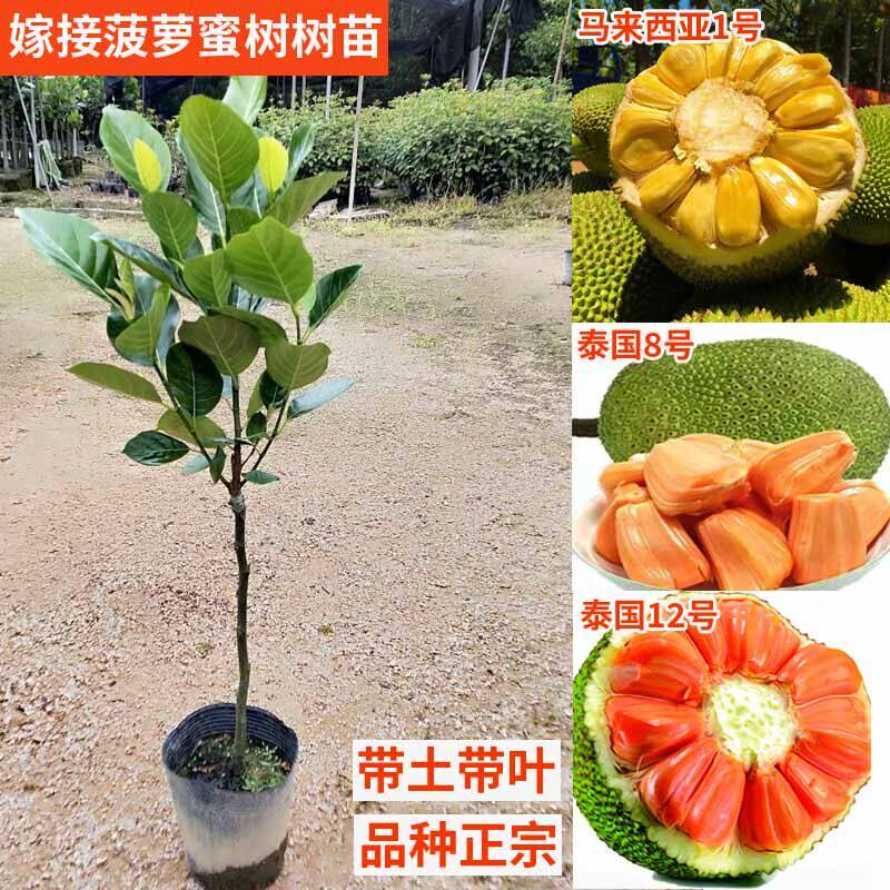 菠萝蜜树树苗嫁接四季木菠萝果树苗马来西亚1号高杆大苗庭院地栽