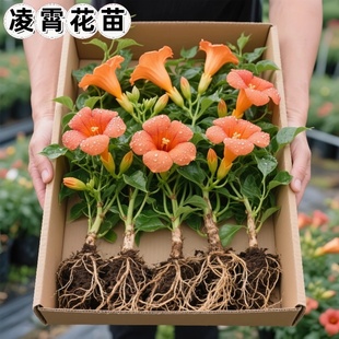 凌霄花带花苞炮仗花爬藤植物盆栽庭院爬墙特大号藤蔓四季花卉绿植