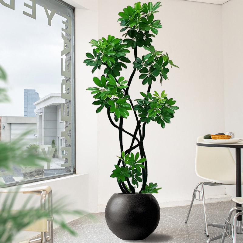 造型鸭脚木客厅大盆栽落地绿植好养真花鸭掌木高级感室内大型植物