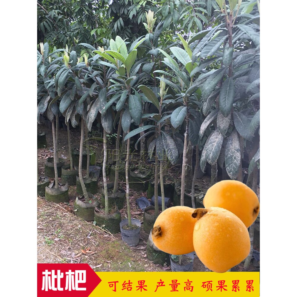 嫁接枇杷树苗 枇杷大苗五星枇杷苗果树苗南北方种植当年结果带土