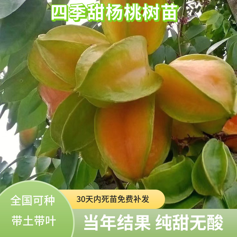 嫁接杨桃树苗台湾四季甜杨桃苗南方种植地栽盆栽当年结果甜红杨桃
