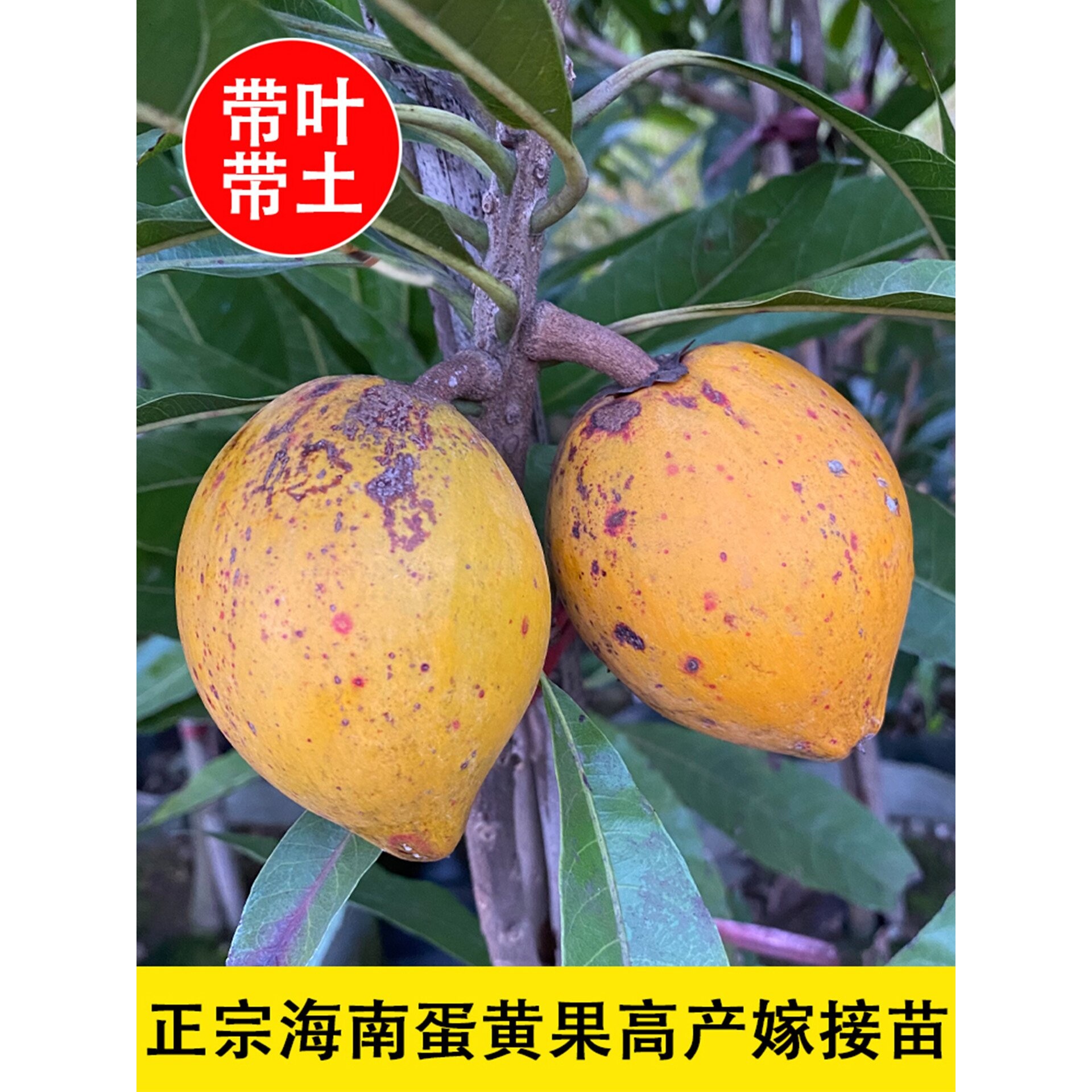 【带花果】鸡蛋果苗树蛋黄果苗树耀堂仙桃木瓜仙桃嫁接苗盆栽果树