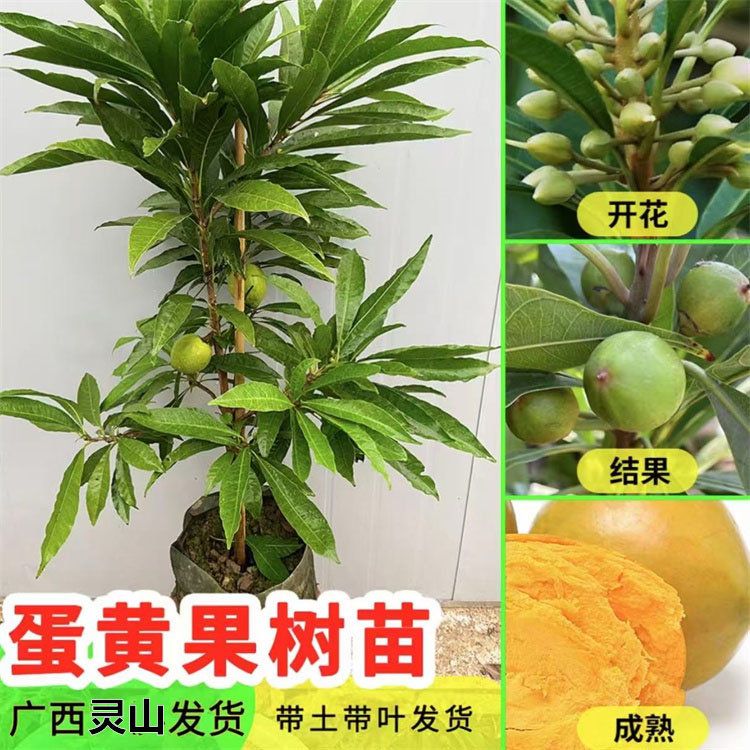 蛋黄果苗树嫁接正宗耀堂仙桃果苗鸡蛋果果树苗四季种植可盆栽地栽