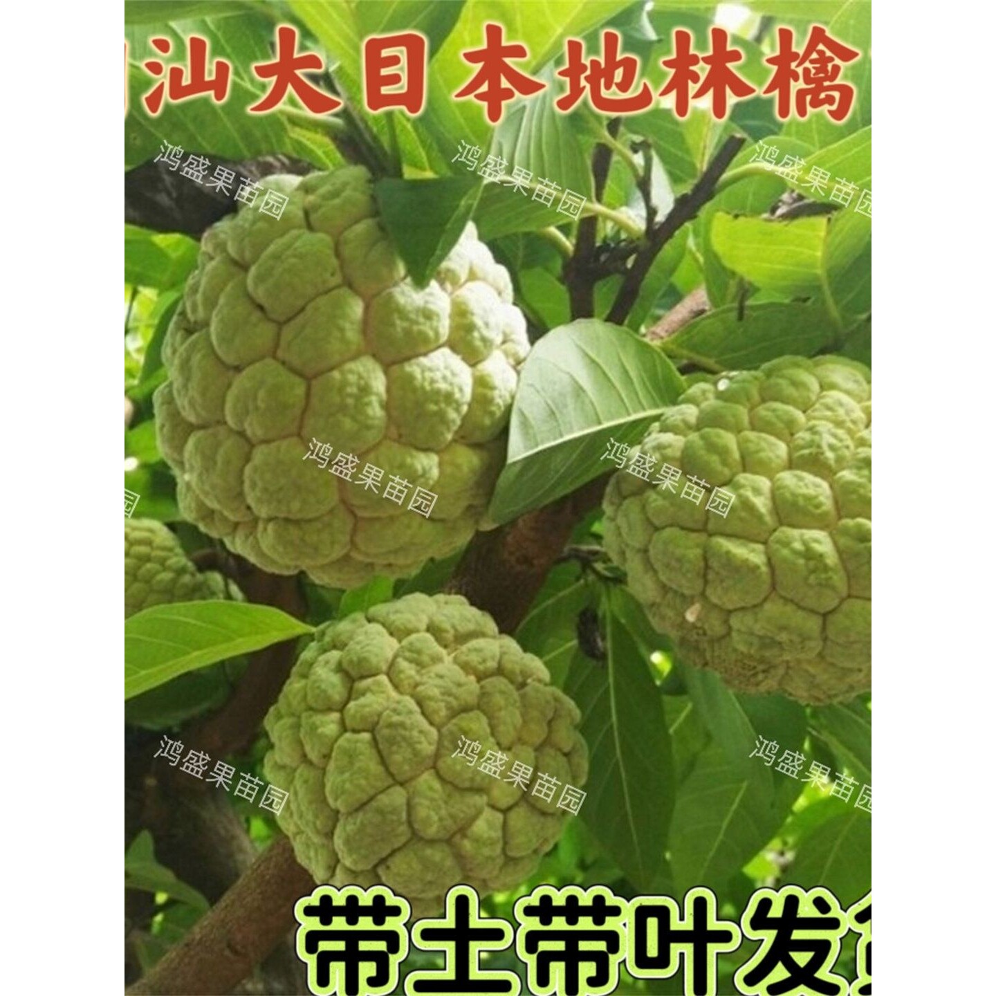 潮汕大目本地林檎苗释迦果树苗番荔枝苗佛头果释迦果树苗带土带叶