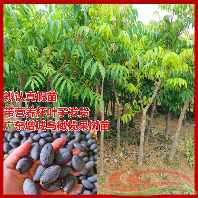 广东增城乌橄榄果树苗嫁接苗青橄榄黄橄榄脆甜橄榄盆栽地庭院种植