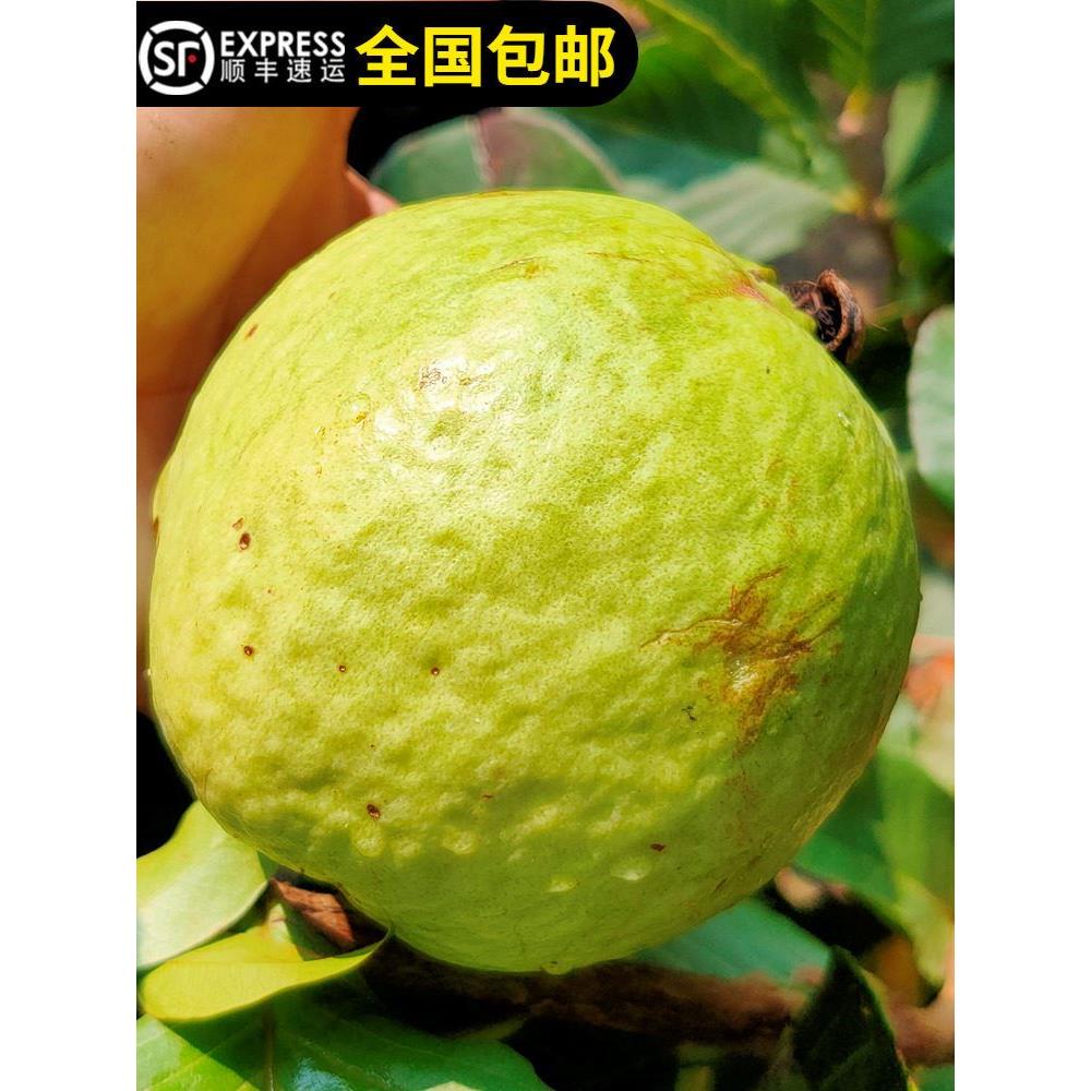 台湾红宝石芭乐西瓜芭乐番石榴树苗红心番石四季结果14年老店