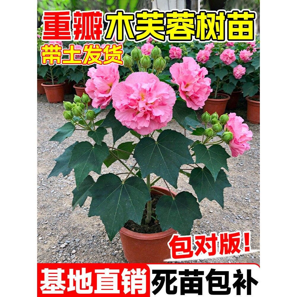木芙蓉树苗芙蓉花苗地栽重瓣三醉芙蓉大树庭院种植变色醉芙蓉盆栽