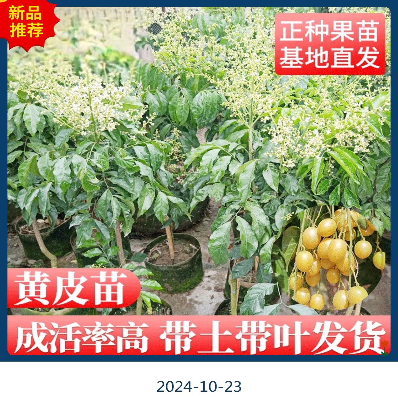 广东正宗黄皮果苗嫁接无核黄皮果树苗南方庭院种植果树苗四季常青