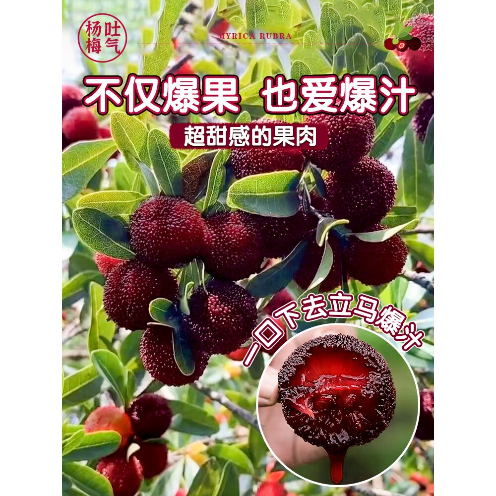 东魁杨梅树苗大乌酥杨梅南方北方种植地栽当年结果杨梅苗当年结果