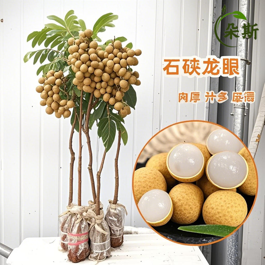 室内龙眼苗树桂圆树苗南方种植地载无核嫁接当年结果特大石硖龙眼