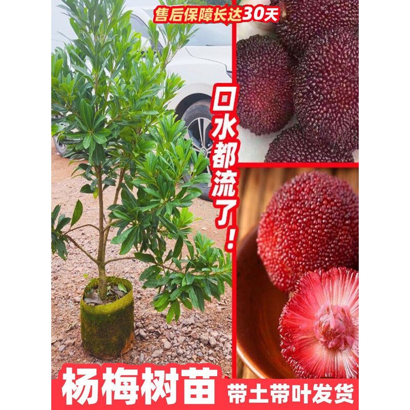 杨梅树苗东魁嫁接杨梅果树苗黑炭杨梅六月杨梅盆栽地栽带原泥发货